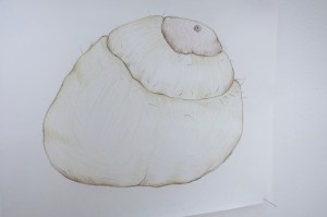 1310_NeFa_DML_expo_TEOR_S1_050_s